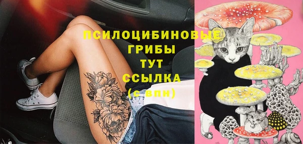 стаф Кодинск